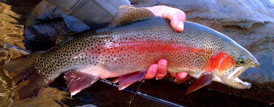 fresh trout in hand