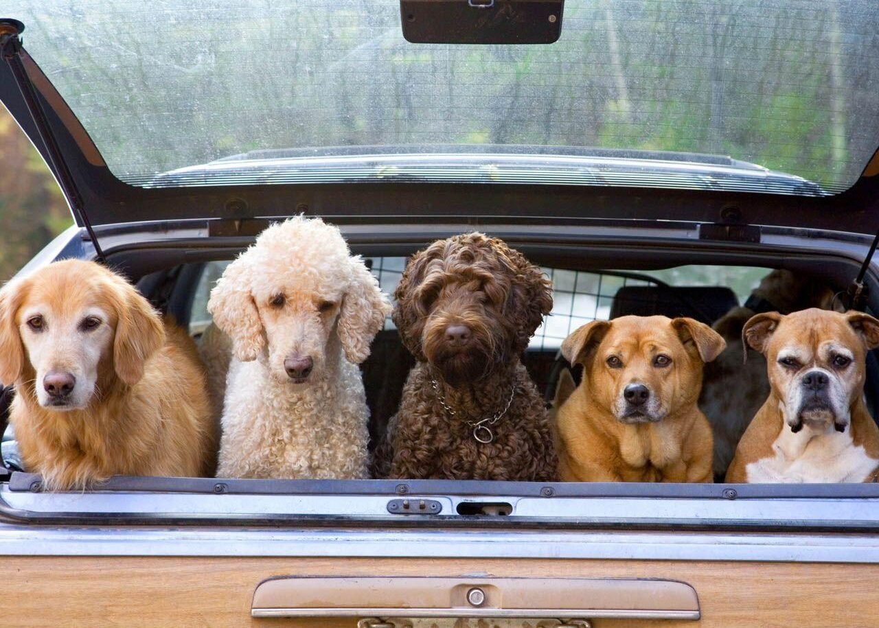 Dogs on a trip