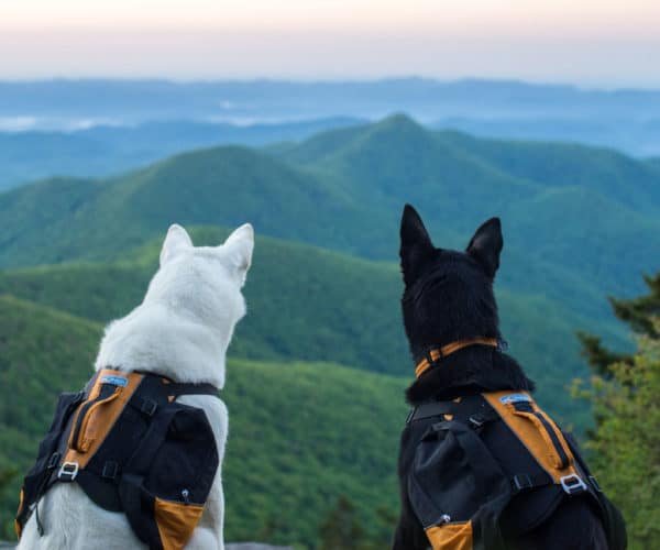 Dogs-and-Mountains_optimized-600x500