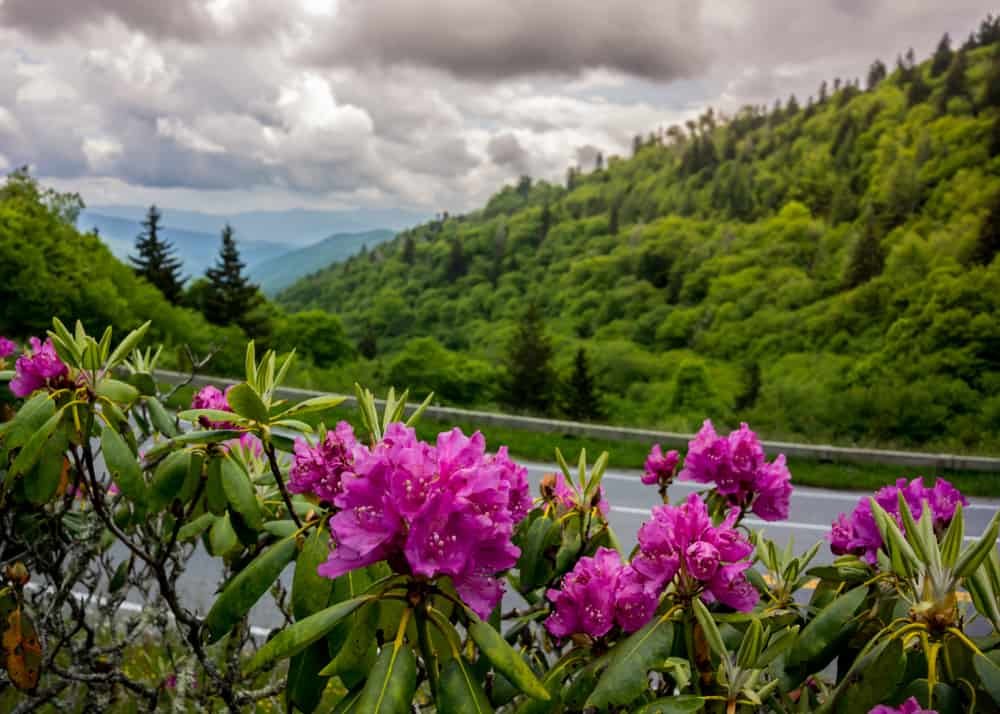 Smoky Mountains Spring